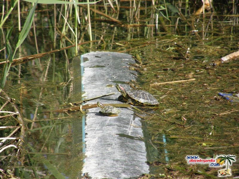Ullal Alquería del Duc